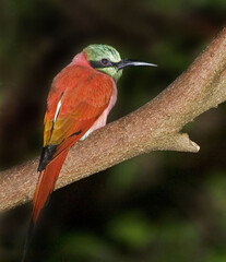 Northern Carmine Bee-Eater, Merops nubicus, perched in tree