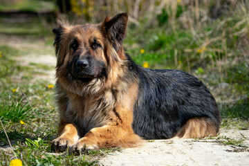 german shepherd dog
