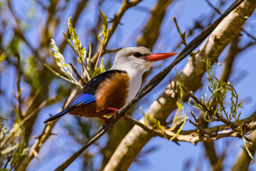 A colorful kingfisher with a long red beak sits on a power cable, Cape Verde