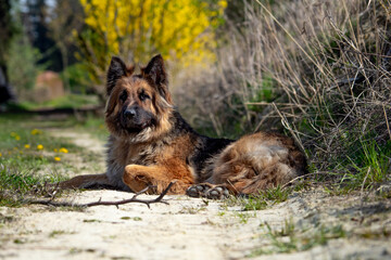 german shepherd dog