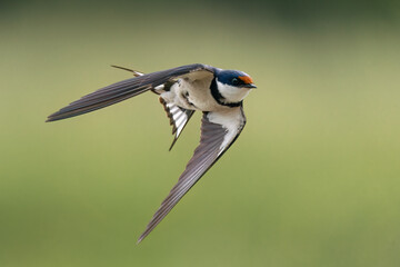 White-throated swallow