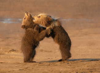 Two embracing brown bear cubs