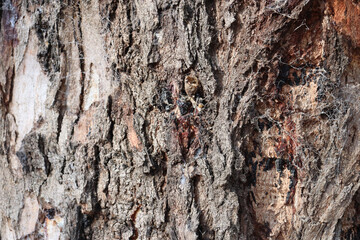 bark of a eucalyptus tree