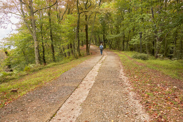 A winding path stretching into the distance in an oak grove. A lone pedestrian in the distance.