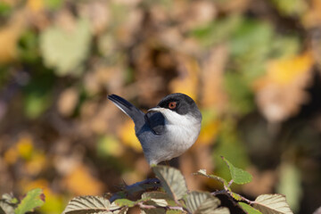 Sardinian warbler male (Sylvia melanocephala)