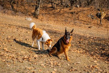 dog playing on the beach