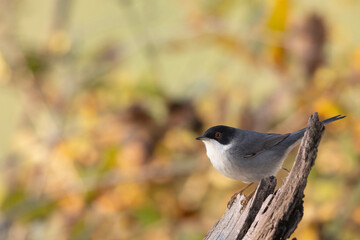 Sardinian warbler male (Sylvia melanocephala)