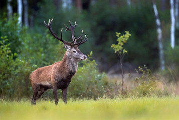 Naklejka na ściany i meble European deer male buck ( Cervus elaphus ) during rut