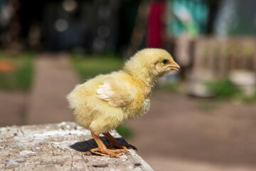 Close-up of a small yellow chicken, full-length.
