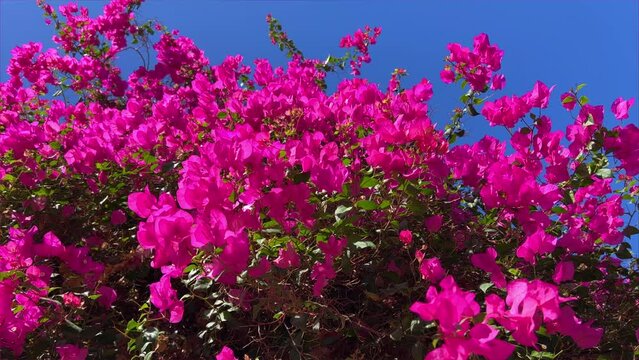 Seaside resort, travel, flowers and clear weather. palm tree, flowers. Bright Bougainvillea flowers, swaying in the wind on the seashore against the blue sky. Egypt. Rose Tree Bougainvillea