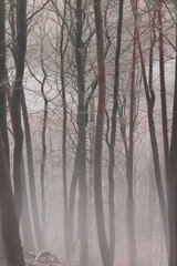 Fototapeta na wymiar Tall bare trees in heavy fog in the Palatinate Forest of Germany on a late fall morning.