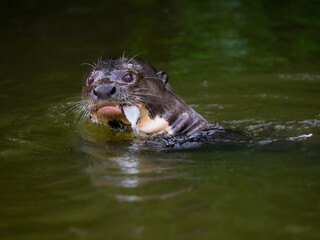 Close-up of Giant Otter swimming   in green water and eating a fish