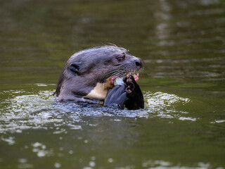Obraz premium Close-up of Giant Otter swimming in green water and eating a fish