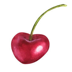 Juicy cherry. Hand drawn botanical watercolor illustration. Isolated on white background. For labels, menus, or packaging design