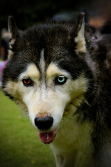 double color-eyed husky. two different color eyes of the husky.
Having eyes of two different colors is known as heterochromia. animal photography.