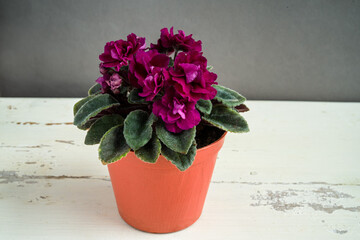 Semi minature African Violet on a table.