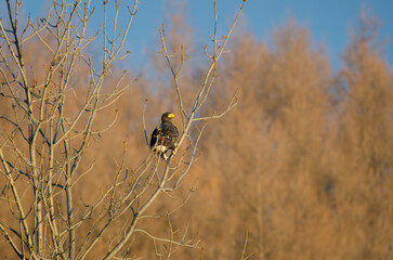 Young Steller's sea eagle Haliaeetus pelagicus. Kiyosato. Hokkaido. Japan.