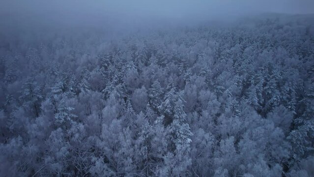 4k aerial view from a drone on snow covered trees. The drone flies slowly over a snow-covered forest of pines and spruces. Foggy evening in Ogre National Park "Ogre Zilie Kalni".