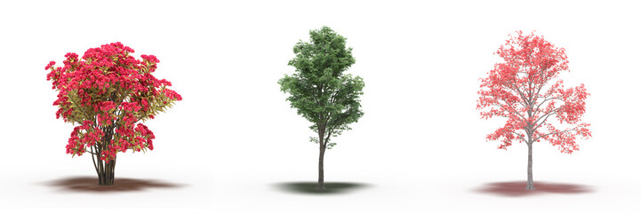 large tree with a shadow under it, isolated on white background, 3D illustration, cg render