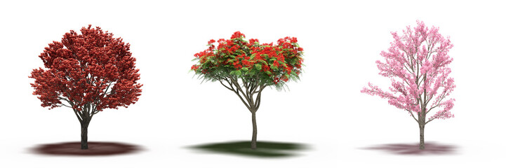 Fototapeta premium large tree with a shadow under it, isolated on white background, 3D illustration, cg render