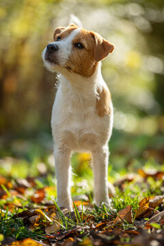 Young parson russel terrier in autumn nature