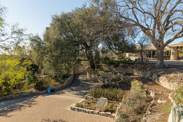 Japanese tea Garden Overlook Texas, walkways,  during winter season.