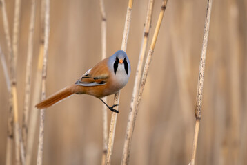 Bearded tit male ( Panurus biarmicus ) © Piotr Krzeslak