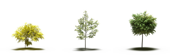 Fototapeta premium large tree with a shadow under it, isolated on white background, 3D illustration, cg render