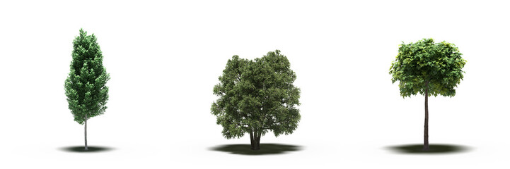 Obraz premium large tree with a shadow under it, isolated on white background, 3D illustration, cg render
