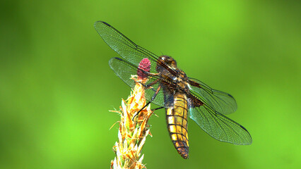 weibliche plattbauchlibelle sitzt auf einer pflanze und wartet auf beute