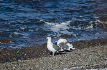 Pair of Vega gulls Larus argentatus vegae. Shiretoko Peninsula. Hokkaido. Japan.