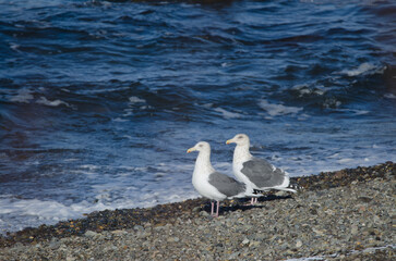 Pair of Vega gulls Larus argentatus vegae. Shiretoko Peninsula. Hokkaido. Japan.