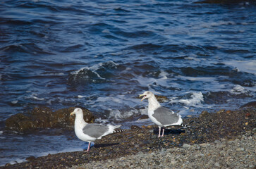 Obraz premium Pair of Vega gulls Larus argentatus vegae. Shiretoko Peninsula. Hokkaido. Japan.