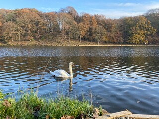 Swan swims on the lake, autumn, Roundhay park, Leeds, Great Britain, UK