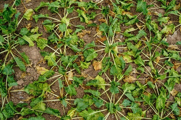 Zuckerrüben bei Trockenheit