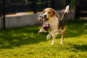 Dog run, beagle dog jumping having fun in the garden. Dog training