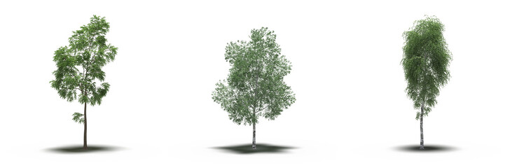 large tree with a shadow under it, isolated on a transparent background, 3D illustration, cg render