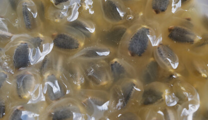 pulp of passion fruit (macro) - Passiflora ligularis. Concept of natural foods. 