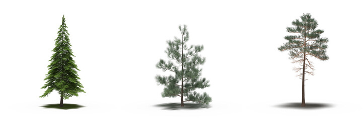 large tree with a shadow under it, isolated on a transparent background, 3D illustration, cg render