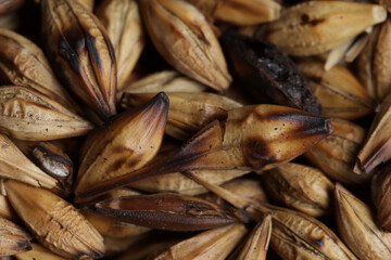 Background and macro texture of roasted barley grains. Concept of ingredients, cereals and food.