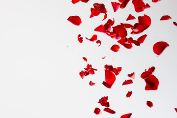 Red Rose Petals Falling on White Background Enpty Space