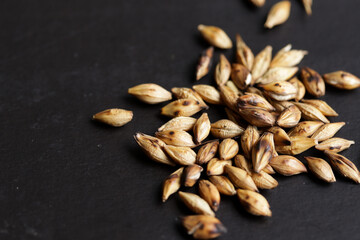 roasted barley grains. Concept of ingredients, cereals and food.