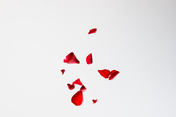 Red Rose Petals Falling on White Background Empty Space