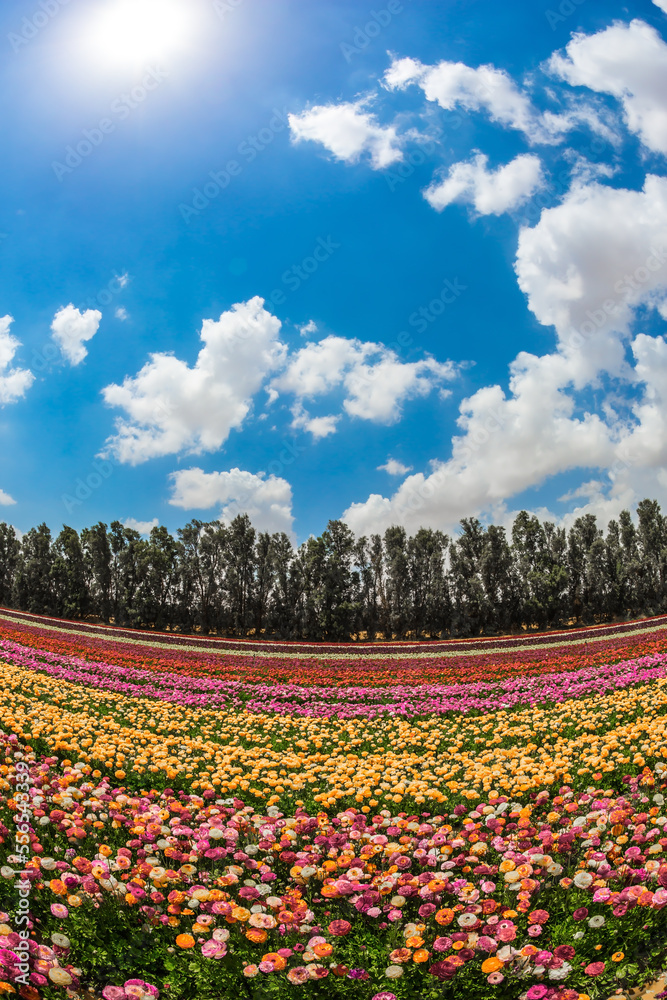 Canvas Prints the rural field