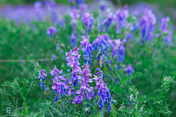 Obraz premium Winter vetch or hairy vetch growing outdoors, close-up of purple flowers and woolly vetch or forage vetch (Vicia villos) flowering in the garden or wild.