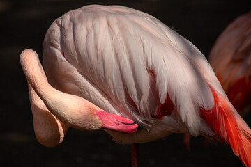 Close-up of rosy colored flamingo waterbird wading in the river, neck und head detail.