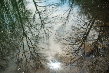 Stream Reflections