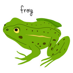 Green frog vector illustration isolated on white background. Hand drawn cute wetland animal.