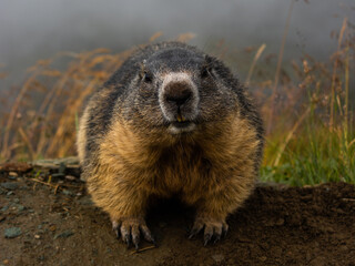 Cute Marmot looking into the camera. Marmot with fluffy fur sitting on a meadow. View of the landscape. Groundhog Day. Face to face 