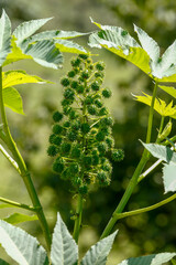 Caster Bean or Ricinus communis, the castor bean or castor oil plant, is a species of perennial...